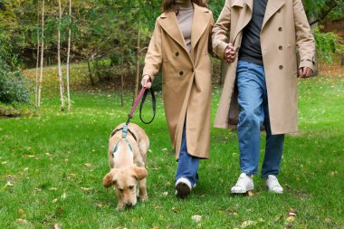 Parkta yürüyen sevimli Labrador Retriever köpekli çift, yakın plan