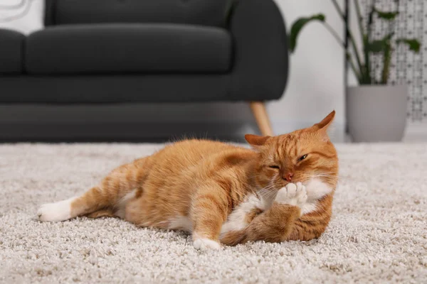 Cute ginger cat licking paw on carpet at home