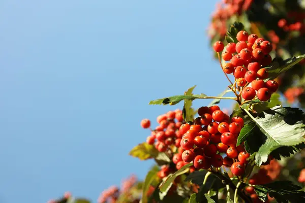 Rowan Tree Many Berries Growing Outdoors Low Angle View Space — Stock Photo, Image