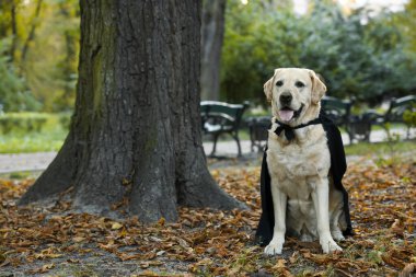 Cadılar Bayramı 'nda sonbahar parkında siyah pelerin giyen şirin Labrador Retriever köpeği. Metin için boşluk