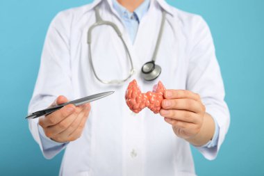 Endokrinolojist açık mavi arkaplanda tiroid bezi modeli gösteriyor.