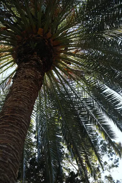 Beautiful palm tree with green leaves outdoors, low angle view