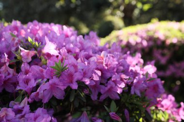 Güzel Rhododendron çalısı, açık havada büyüyen pembe çiçekler, yakın plan.