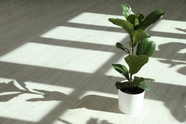 Fiddle Fig ya da Ficus Lyrata bitkisi. Kapalı alanda yeşil yaprakları var. Metin için boşluk
