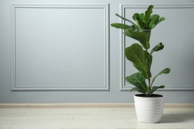 Açık gri duvarın yanında yeşil yapraklı Ficus Lyrata bitkisi, metin için boşluk