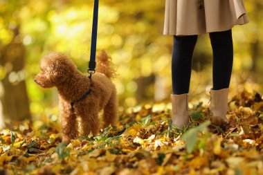 Tatlı Maltipoo köpeği tasmalı kız sonbahar parkında yürüyor, yakın plan.