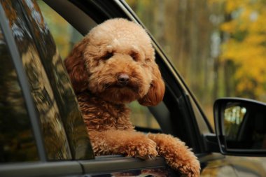 Siyah arabadaki şirin köpek, dışarıdan görünüyor.
