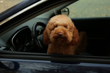 Siyah arabanın içindeki sevimli köpek, dışarıdan görünüyor.