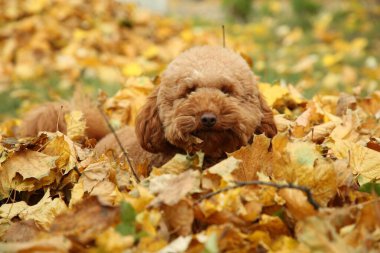 Sonbahara yakın sevimli bir köpek. Açık havada kuru yapraklar.