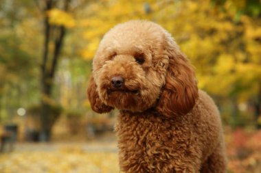 Sonbahar parkında şirin bir köpek, yakın çekim manzarası.