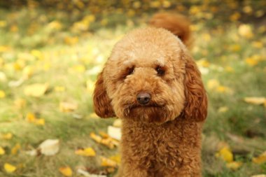 Sonbahar kuru yapraklarıyla çimenlerin üzerinde sevimli bir köpek.