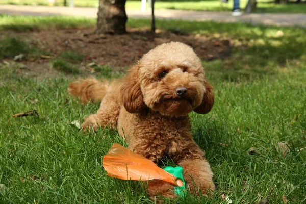Cute dog with holder of waste bags on green grass outdoors