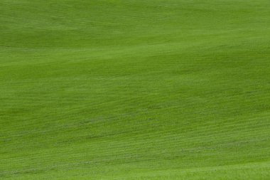 Açık yeşil çimenleri olan güzel bir çim.