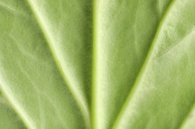 Arkaplan olarak yeşil yaprak dokusu, makro fotoğraf