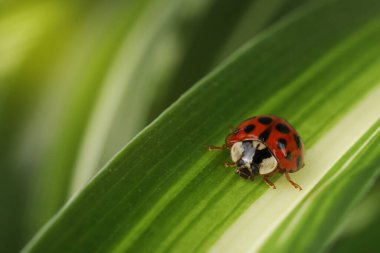 Yeşil yapraklı uğur böceği arka planda bulanık, makro manzaralı. Metin için boşluk
