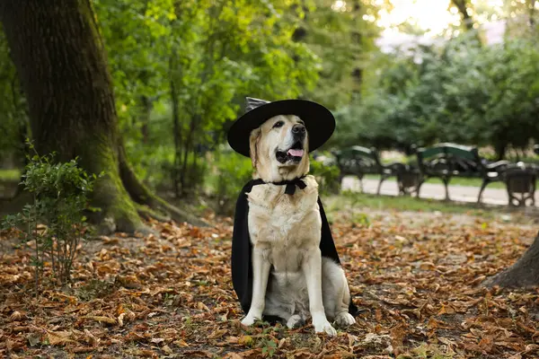 Cute Labrador Retriever Cão Vestindo Capa Preta Chapéu Parque Outono — Fotografia de Stock