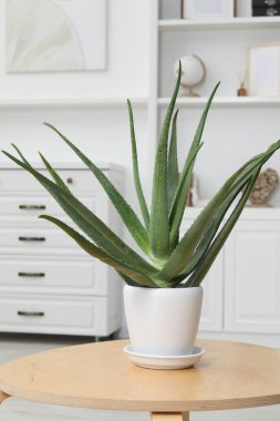 Yeşil aloe vera tencerede, masada.