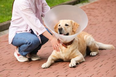 Elizabeth dönemi tasmalı Labrador Retriever köpeği olan kadın, yakın plan.