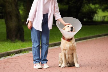 Elizabeth dönemi tasmasında, sevimli Labrador Retriever köpeğini okşayan kadın, yakın plan.