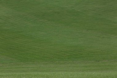 Açık yeşil çimenleri olan güzel bir çim.