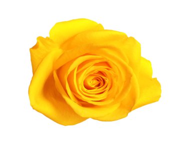 Güzel sarı bir gül beyaz üzerine izole edilmiş.