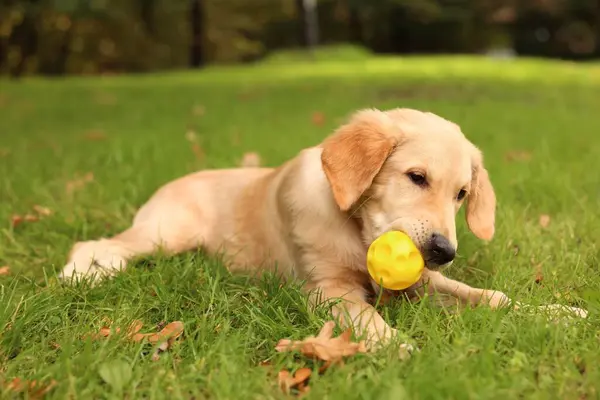 Cute Labrador Retriever Puppy Playing Ball Green Grass Park Royalty Free Stock Images