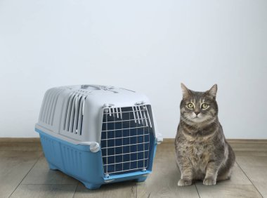 Şirin tüylü kedi ve evcil hayvan taşıyıcısı yerde