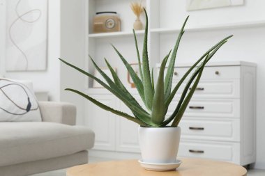 Yeşil aloe vera tencerede, masada.