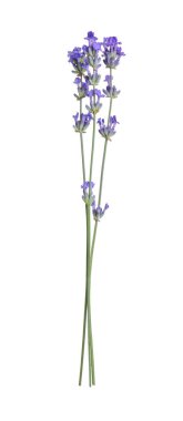 Güzel açan lavanta çiçekleri, beyazın üzerinde izole.