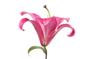 beyaz izole güzel pembe lily çiçek