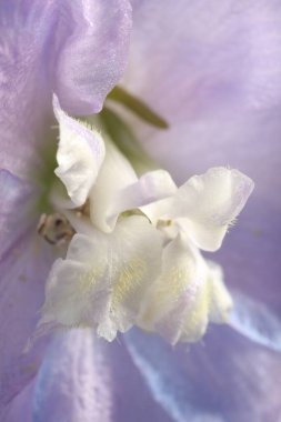 Arka plan olarak güzel mor Delphinium çiçeği, makro görünüm