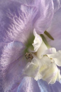 Arka plan olarak güzel mor Delphinium çiçeği, makro görünüm