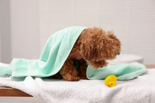 Cute Maltipoo dog wrapped in towel and rubber duck indoors. Lovely pet