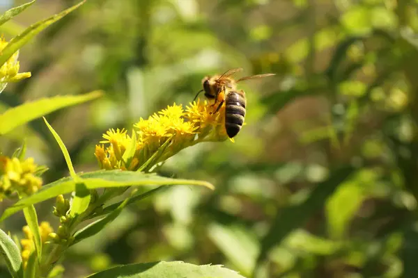 Včely Sbírají Nektar Žlutých Květin Venku Detailní Záběr Mezera Pro — Stock fotografie