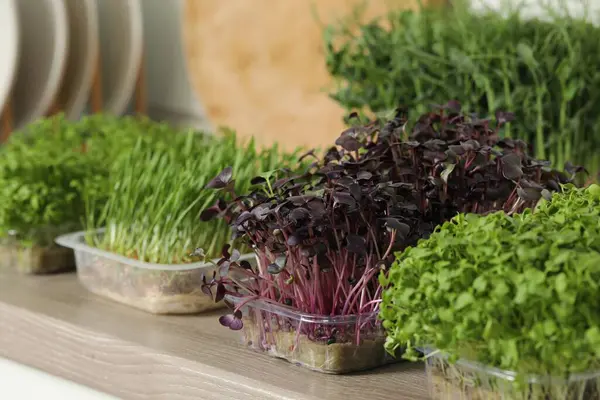 Різні Свіжі Мікрозелені Пластиковій Тарі Стільниці Кухні — стокове фото