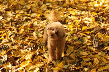 Güzel sonbahar parkında sevimli Maltipoo köpeği.