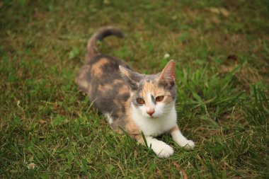 Yeşil çimlerin üzerinde uzanmış şirin bir kedi.