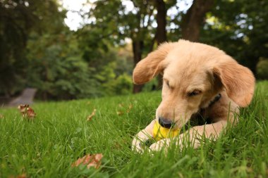 Şirin Labrador Retriever köpeği parkta yeşil çimlerde topla oynuyor, mesaj için yer var.