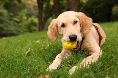 Şirin Labrador Retriever köpeği parkta yeşil çimlerde topla oynuyor, mesaj için yer var.