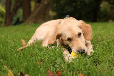 Tatlı Labrador Retriever köpeği parkta yeşil çimlerde topla oynuyor.