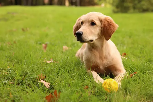 Şirin Labrador Retriever köpeği parkta yeşil çimlerde topla oynuyor, mesaj için yer var.