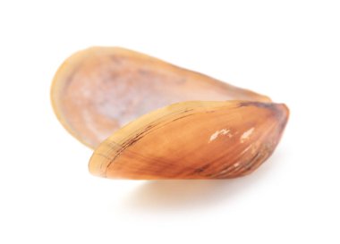 Beyaz üzerine izole edilmiş güzel deniz kabukları. Plaj nesnesi