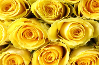 Arka plan olarak güzel sarı güller, üst manzara