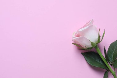 Açık pembe arka planda güzel bir gül, üst manzara. Metin için boşluk