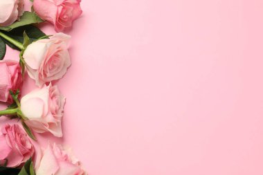 Pembe arka planda güzel güller, üst manzara. Metin için boşluk