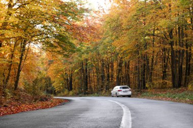 Güzel sonbahar ormanı yakınlarında park edilmiş araba manzarası