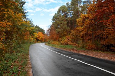 Sonbahar ormanlarından geçen asfalt yolun güzel manzarası.