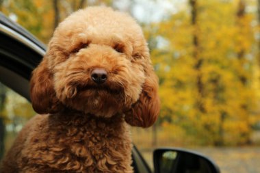 Siyah arabanın içindeki sevimli köpek, dışarıdan manzaralı. Metin için boşluk