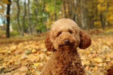 Sonbahar parkında sevimli pofuduk köpek, mesaj için yer.