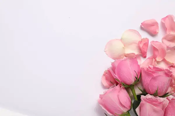 Hermosas Rosas Rosadas Pétalos Sobre Fondo Blanco Vista Superior Espacio —  Fotos de Stock